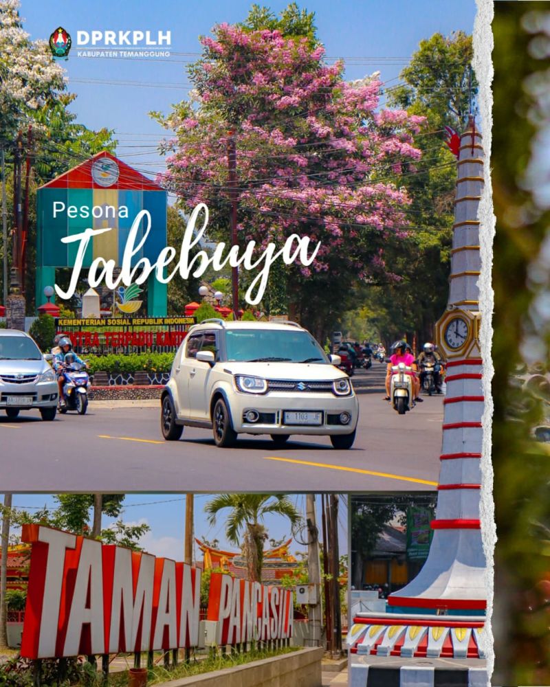 Pesona Tabebuya Temanggung